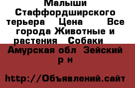 Малыши Стаффордширского терьера  › Цена ­ 1 - Все города Животные и растения » Собаки   . Амурская обл.,Зейский р-н